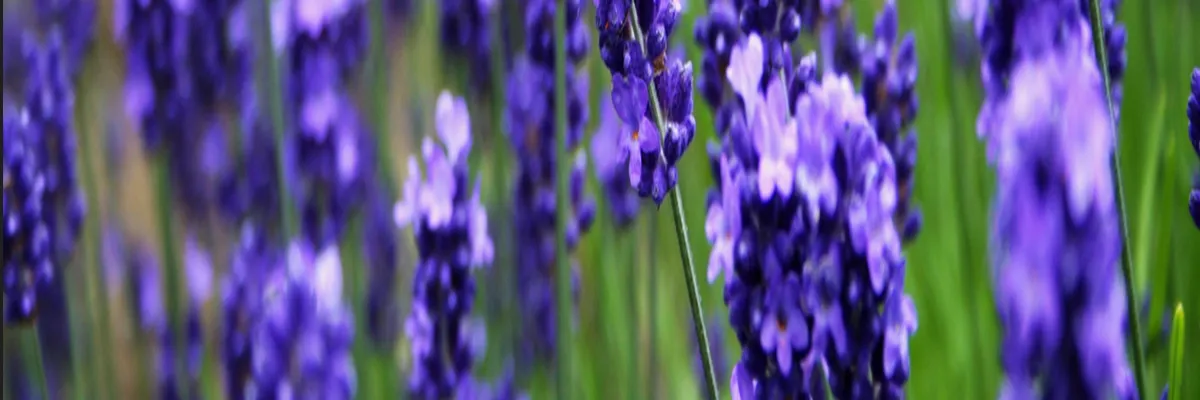 Image Découpe laser Grasse