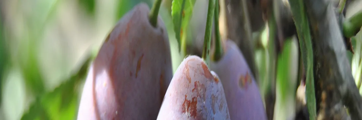 Image Découpe laser Lot-et-Garonne